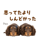 毎日使える！感情豊かなダックス（個別スタンプ：29）
