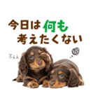 毎日使える！感情豊かなダックス（個別スタンプ：30）