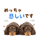 毎日使える！感情豊かなダックス（個別スタンプ：31）