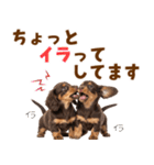毎日使える！感情豊かなダックス（個別スタンプ：33）