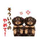 毎日使える！感情豊かなダックス（個別スタンプ：34）