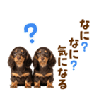 毎日使える！感情豊かなダックス（個別スタンプ：35）