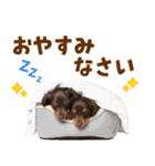 毎日使える！感情豊かなダックス（個別スタンプ：40）
