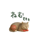 mottoのクールな動物達♡唯一無二（個別スタンプ：31）