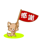 【犬屋】うちの子1番(チワワ)①（個別スタンプ：12）