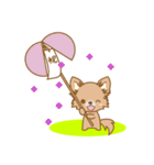 【犬屋】うちの子1番(チワワ)①（個別スタンプ：16）