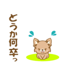 【犬屋】うちの子1番(チワワ)①（個別スタンプ：24）