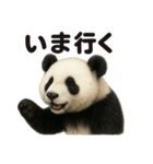 優しいパンダの日常で使えるLINEスタンプ（個別スタンプ：1）