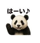 優しいパンダの日常で使えるLINEスタンプ（個別スタンプ：4）