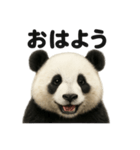 優しいパンダの日常で使えるLINEスタンプ（個別スタンプ：13）