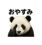 優しいパンダの日常で使えるLINEスタンプ（個別スタンプ：14）