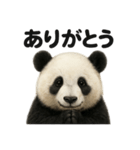 優しいパンダの日常で使えるLINEスタンプ（個別スタンプ：16）