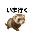 優しいフェレットの日常LINEスタンプ（個別スタンプ：1）