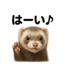 優しいフェレットの日常LINEスタンプ（個別スタンプ：4）