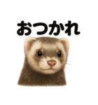 優しいフェレットの日常LINEスタンプ（個別スタンプ：12）
