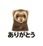 優しいフェレットの日常LINEスタンプ（個別スタンプ：16）