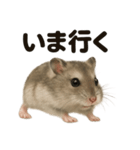優しいハムスターの日常で使えるLINE（個別スタンプ：1）
