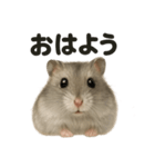 優しいハムスターの日常で使えるLINE（個別スタンプ：13）