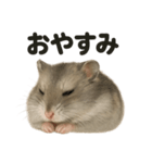 優しいハムスターの日常で使えるLINE（個別スタンプ：14）