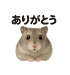 優しいハムスターの日常で使えるLINE（個別スタンプ：16）