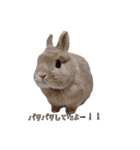 みるくことばだよ（個別スタンプ：1）
