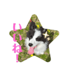 チロルとデイル2（個別スタンプ：15）