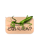 スマホの上のカマキリ6《関西弁》（個別スタンプ：23）