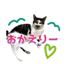 日常使いやすいチョビのスタンプ❤︎第2弾（個別スタンプ：1）