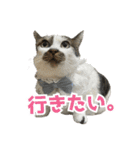 日常使いやすいチョビのスタンプ❤︎第2弾（個別スタンプ：4）