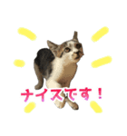 日常使いやすいチョビのスタンプ❤︎第2弾（個別スタンプ：5）