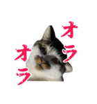 日常使いやすいチョビのスタンプ❤︎第2弾（個別スタンプ：6）