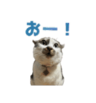 日常使いやすいチョビのスタンプ❤︎第2弾（個別スタンプ：13）
