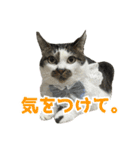 日常使いやすいチョビのスタンプ❤︎第2弾（個別スタンプ：16）