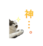 日常使いやすいチョビのスタンプ❤︎第2弾（個別スタンプ：18）
