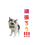 日常使いやすいチョビのスタンプ❤︎第2弾（個別スタンプ：21）