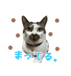 日常使いやすいチョビのスタンプ❤︎第2弾（個別スタンプ：23）