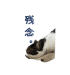 日常使いやすいチョビのスタンプ❤︎第2弾（個別スタンプ：24）