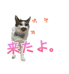 日常使いやすいチョビのスタンプ❤︎第2弾（個別スタンプ：25）