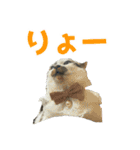 日常使いやすいチョビのスタンプ❤︎第2弾（個別スタンプ：28）