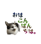日常使いやすいチョビのスタンプ❤︎第2弾（個別スタンプ：29）