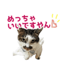 日常使いやすいチョビのスタンプ❤︎第2弾（個別スタンプ：34）