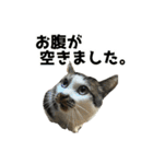 日常使いやすいチョビのスタンプ❤︎第2弾（個別スタンプ：38）