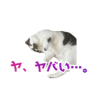 日常使いやすいチョビのスタンプ❤︎第2弾（個別スタンプ：39）