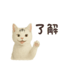 白い野良猫のスタンプ（日本語ver.）（個別スタンプ：1）