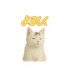 白い野良猫のスタンプ（日本語ver.）（個別スタンプ：2）