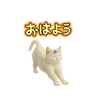 白い野良猫のスタンプ（日本語ver.）（個別スタンプ：3）