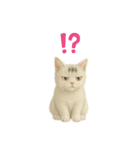 白い野良猫のスタンプ（日本語ver.）（個別スタンプ：5）