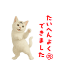 白い野良猫のスタンプ（日本語ver.）（個別スタンプ：6）