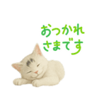 白い野良猫のスタンプ（日本語ver.）（個別スタンプ：7）