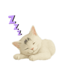 白い野良猫のスタンプ（日本語ver.）（個別スタンプ：8）